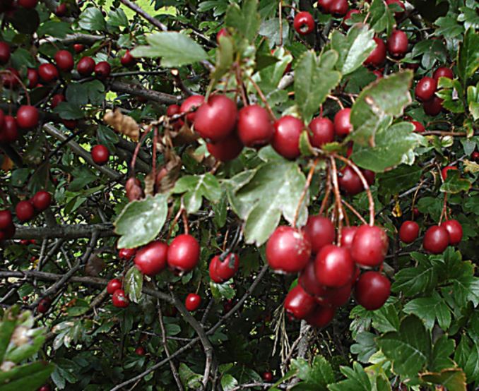 سرخ ولیک (بسته بندی 100 گرمی)